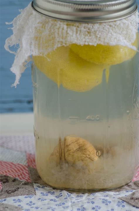 Water kefir recipe tibicos – Artofit