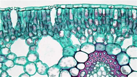 Difference Between Chlorenchyma and Aerenchyma | Compare the Difference ...