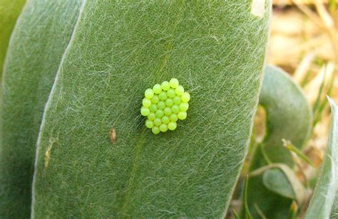 Butterfly eggs | I'm waiting to find out which species, alth… | Flickr