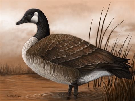 Canada Goose by ChuckRondeau on DeviantArt