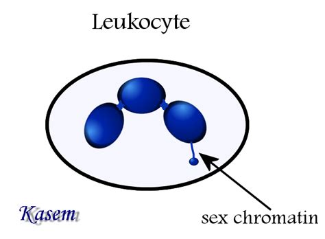 Cytology Slides - Dr. Kasem Histology Homepage