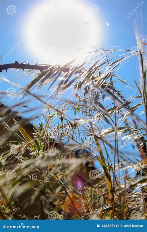 Sun, Lack of Water, Drought and Plants Stock Photo - Image of yellow ...