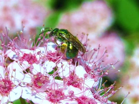 IMG_7374 Green and Pink | Green fly and Spirea. | Flickr