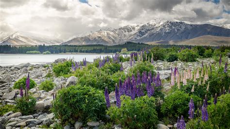 Tapete Neuseeland, Berge, Blumen HD: Widescreen: High Definition: Vollbild