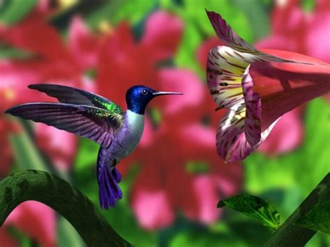 Hummingbird Screensavers and Wallpaper - WallpaperSafari