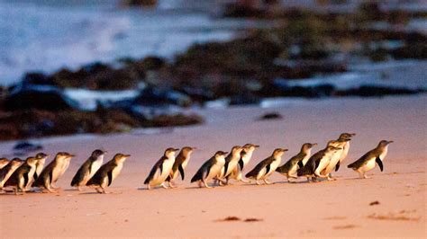 Pinguinboom im Süden Australiens: Auf Philip Island leben so viele Tiere wie nie zuvor