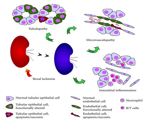 Understanding Functions & Toxicity Using Kidney Epithelial Cell