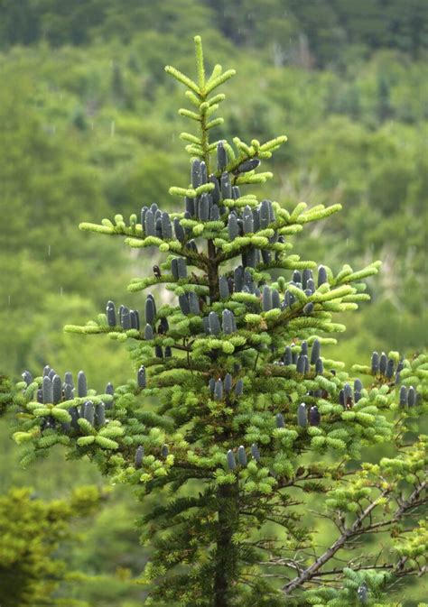 Balsam Fir - Abies Balsamea | Conifers | Cold Stream Farm