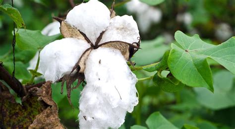 Cotton Industry Statistics-World Makes 29 Million Tons of Cotton