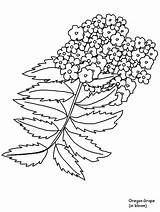 Free Coloring Templates Coloring Pages sketch template