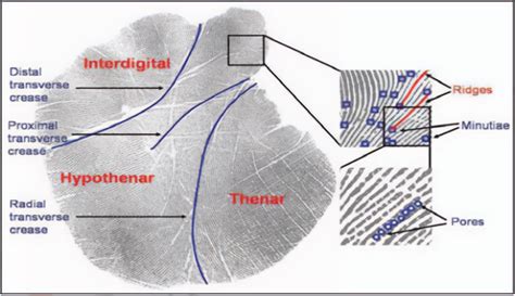 Palm Print Identification in Forensic Sciences - ForenScope