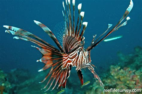 Pterois volitans - Red Firefish | ReefLifeSurvey.com