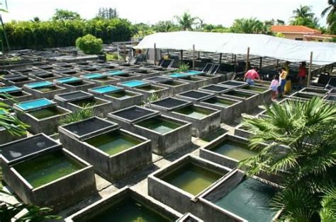 Neighborhood Fish Farm | Fish farming, Aquaponics fish, Fish farmers