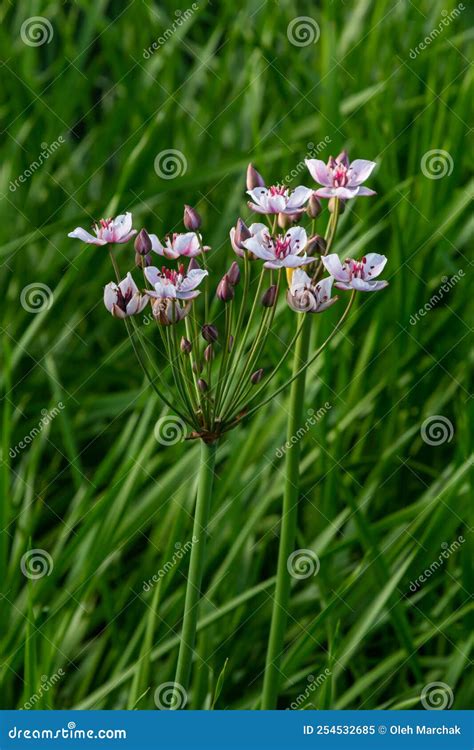 Butomus Umbellatus, Flowering Rush. Wild Plant Shot in Summer Stock ...