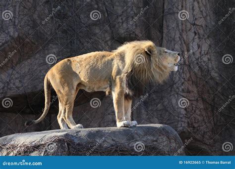 Lion Roaring Royalty Free Stock Photo - Image: 16922665