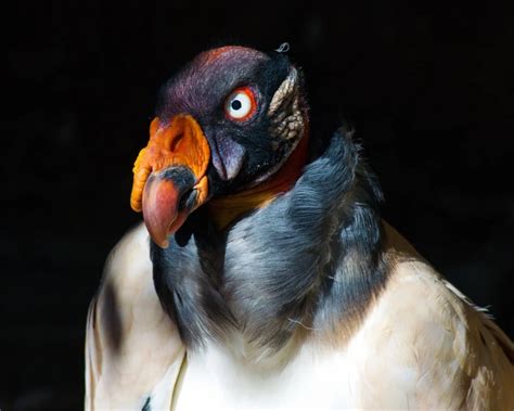 King Vulture - Facts, Diet, Habitat & Pictures on Animalia.bio