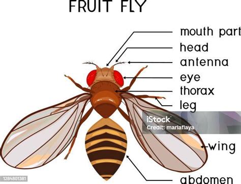 Scheme Of Structure Of Fruit Fly Educational Material Stock ...