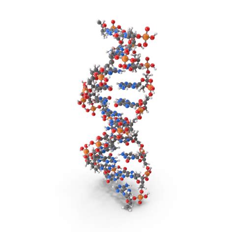 B Form DNA Structure PNG Images & PSDs for Download | PixelSquid ...