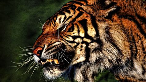 10 New Angry Tiger Wallpaper Hd 1080P FULL HD 1920×1080 For PC Desktop 2024