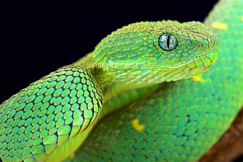 African Bush Viper Colors