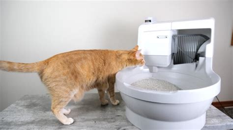 Unbiased CatGenie Litter Box Review - Cats.com