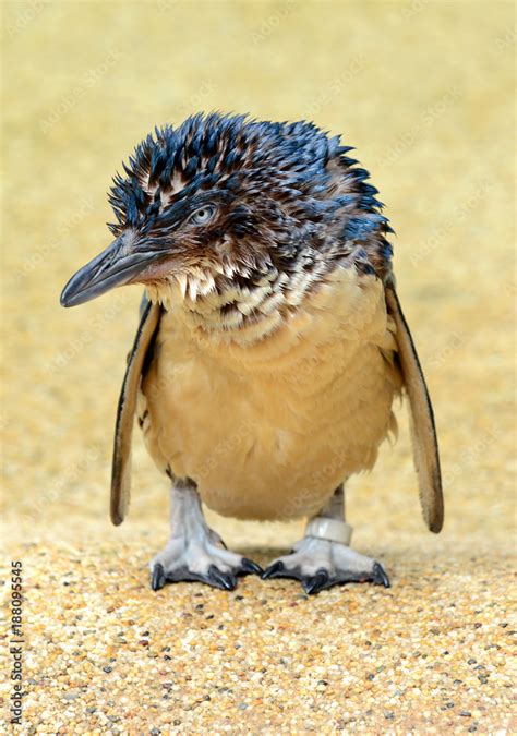 Little Penguin also known as Blue Penguin found in coastal areas in ...