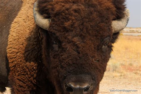 Viewing Wildlife On Antelope Island – Bear River Blogger