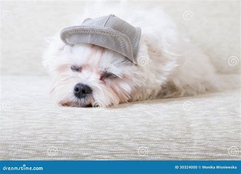 Cute Maltese stock photo. Image of eyes, pedigreed, portrait - 30324000