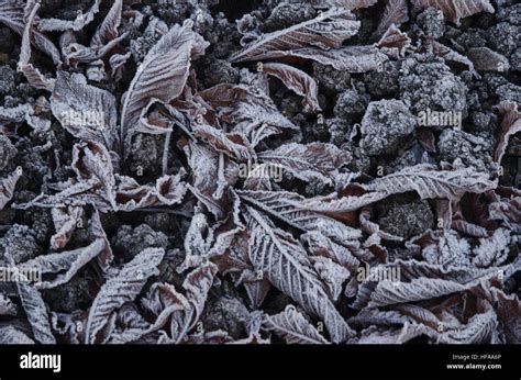 frost on leaves Stock Photo - Alamy