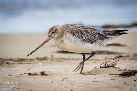 Bar-tailed Godwit - The Australian Museum