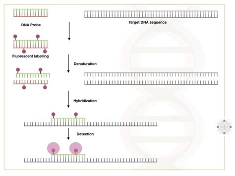 What is DNA hybridization and How does it occur? – Genetic Education