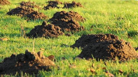 Moles: How to Identify and Get Rid of Moles in the Garden or Yard | The Old Farmer's Almanac