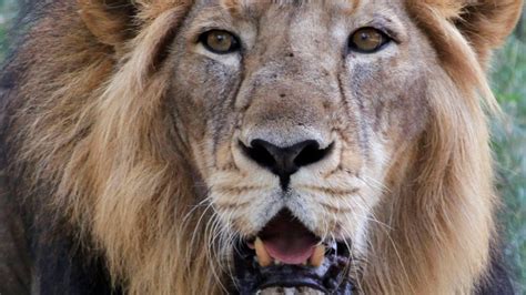 Human-eating lions condemned to life in captivity in India | CTV News