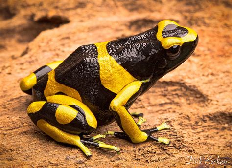 Yellow Banded Poison Arrow Frog Photograph by Dirk Ercken - Fine Art America