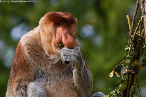 Interesting facts about proboscis monkeys | Just Fun Facts