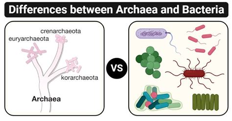 Materi Biologi - Archaebacteria dan Eubacteria Kelas 10 MIA - Belajar Pintar