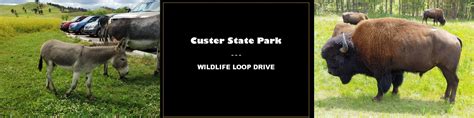 Custer-State-Park-Wildlife-Loop-F | Minivan Adventures