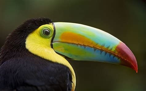 HD wallpaper: Birds, Toucan, Beak | Wallpaper Flare