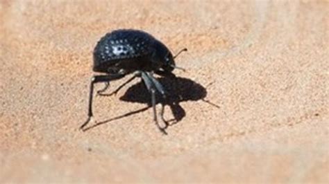 Namib Desert beetle inspires self-filling water bottle - BBC News