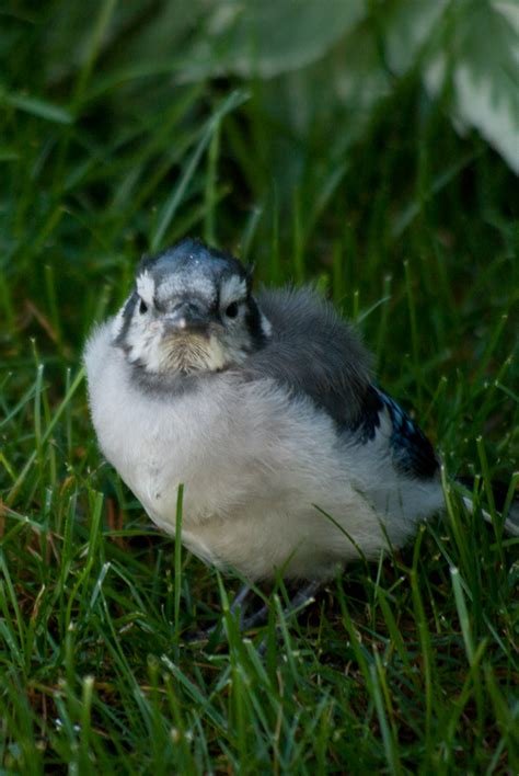 Juvenile Blue Jay - fallen from nest - Pentax User Photo Gallery