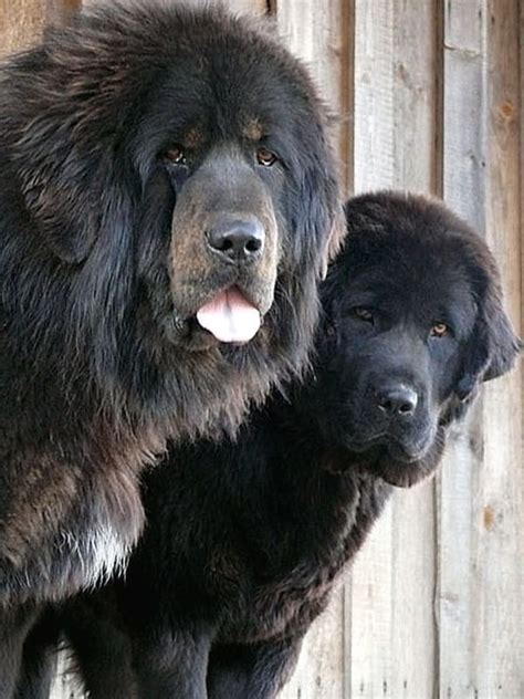 20 Strongest Breed Of Dogs in the World