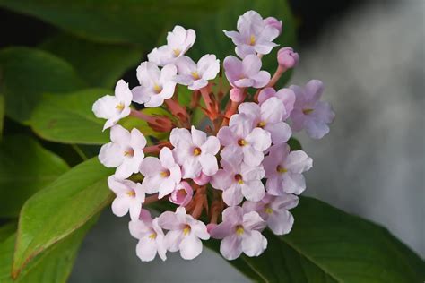 Rubiaceae - Consejos para mi huerto