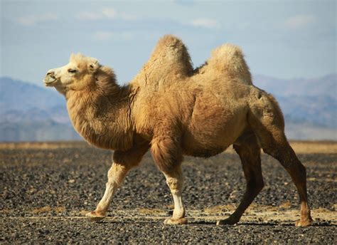 Bactrian Camel - Natural History on the Net