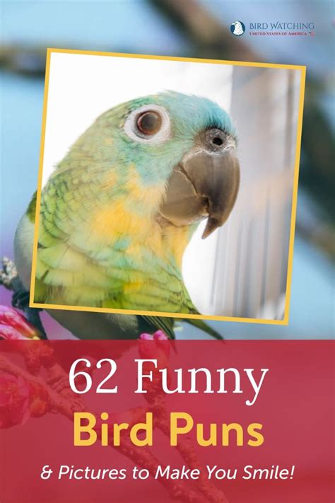 62 Funny Bird Puns & Pictures to Make You Smile!