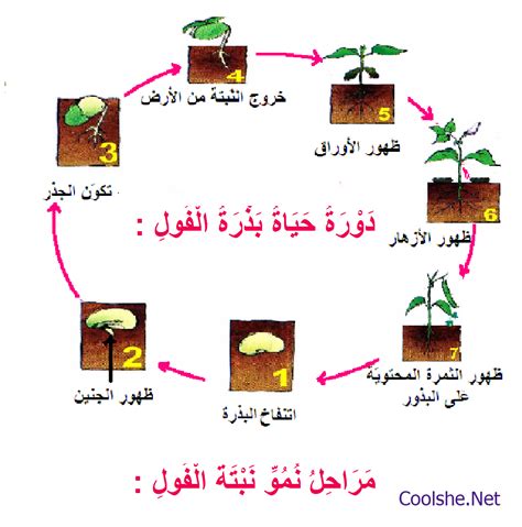 تظهر الصور نبات الفول في مراحل مختلفة من النمو ما الترتيب الصحيح لهذه المراحل - كل شي