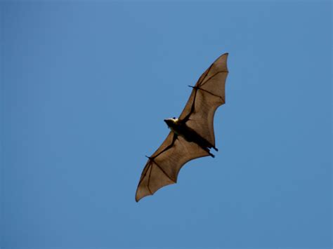 A Bat Falcon Is Spotted In The United States For The First Time Ever