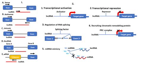 Plant Non-Coding RNAs | Encyclopedia MDPI