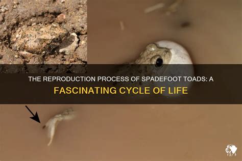 The Reproduction Process Of Spadefoot Toads: A Fascinating Cycle Of Life | PetShun