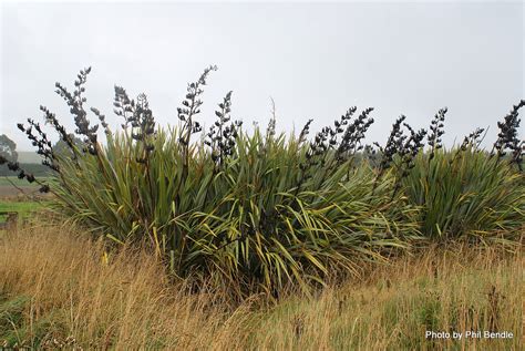 Phormium Tenax 42 Wholesale Grade | Orari Nursery Online