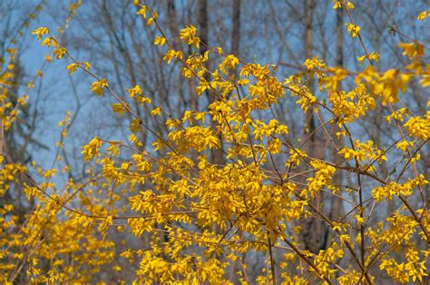 Forsythia: Plant Care & Growing Guide